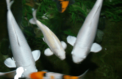 在青岛极地海洋世界、珠海长隆等标杆项目中