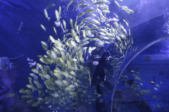 <b>其性能直接决定场馆安全等级</b>